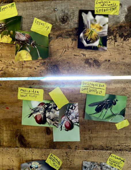 Sammlung von Kleinstlebewesen  kleinen Tieren mit Post-its wo der name drauf ist 