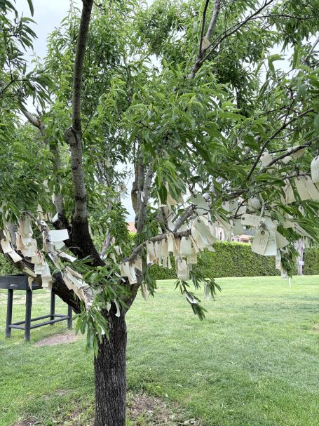 Ein Baum mit grünen Blättern, an dem viele weiße Papierstücke hängen.