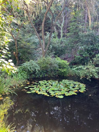 Ruhiger Teich mit Seerosen, umgeben von üppigem Grün und Bäumen.