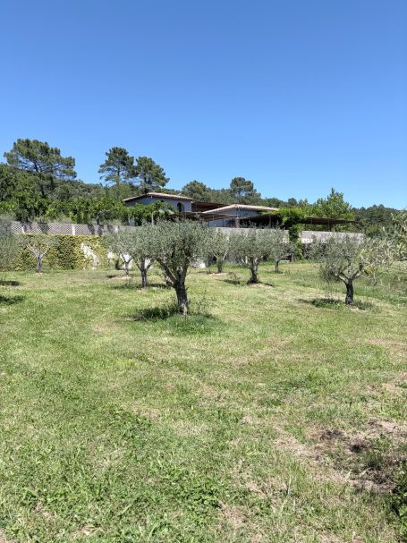 Olivenbäume stehen auf einer Wiese, im Hintergrund ein modernes Haus und blauer Himmel.