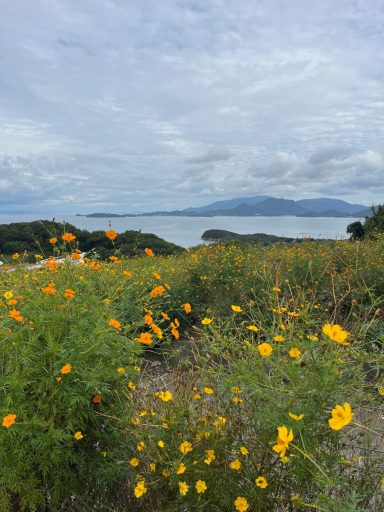 Bunte Wildblumen an einem Küstenweg mit Blick auf das Meer und bewölkten Himmel.
