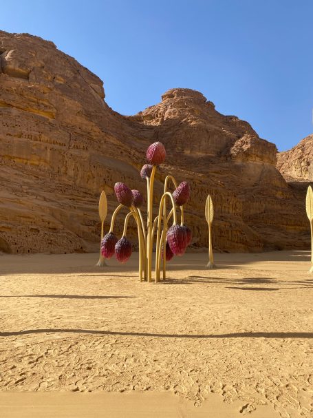 Dornige Pflanzen mit lila Blüten vor einer felsigen Wüstenlandschaft unter blauem Himmel.